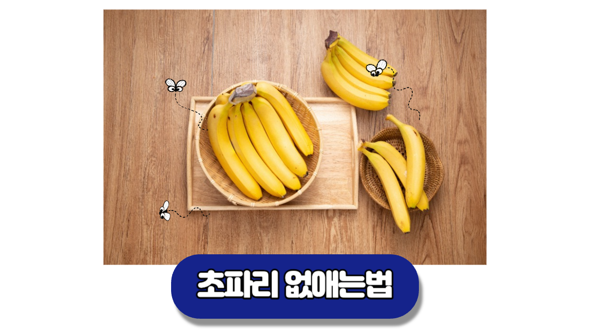 초파리 없애는법